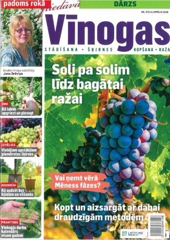 Vīnogas. Padoms rokā